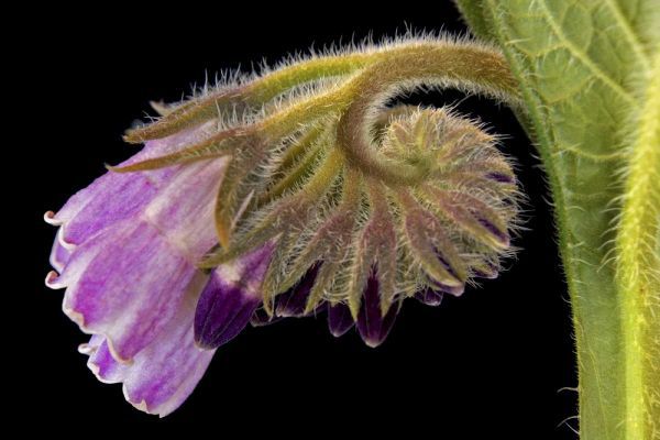 Close-up of borage blossom